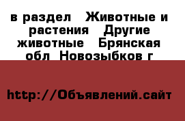  в раздел : Животные и растения » Другие животные . Брянская обл.,Новозыбков г.